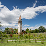 vineyard of grapes dorona in Mazzorbo