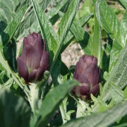 Trattoria Alla Maddalena 8.jpg